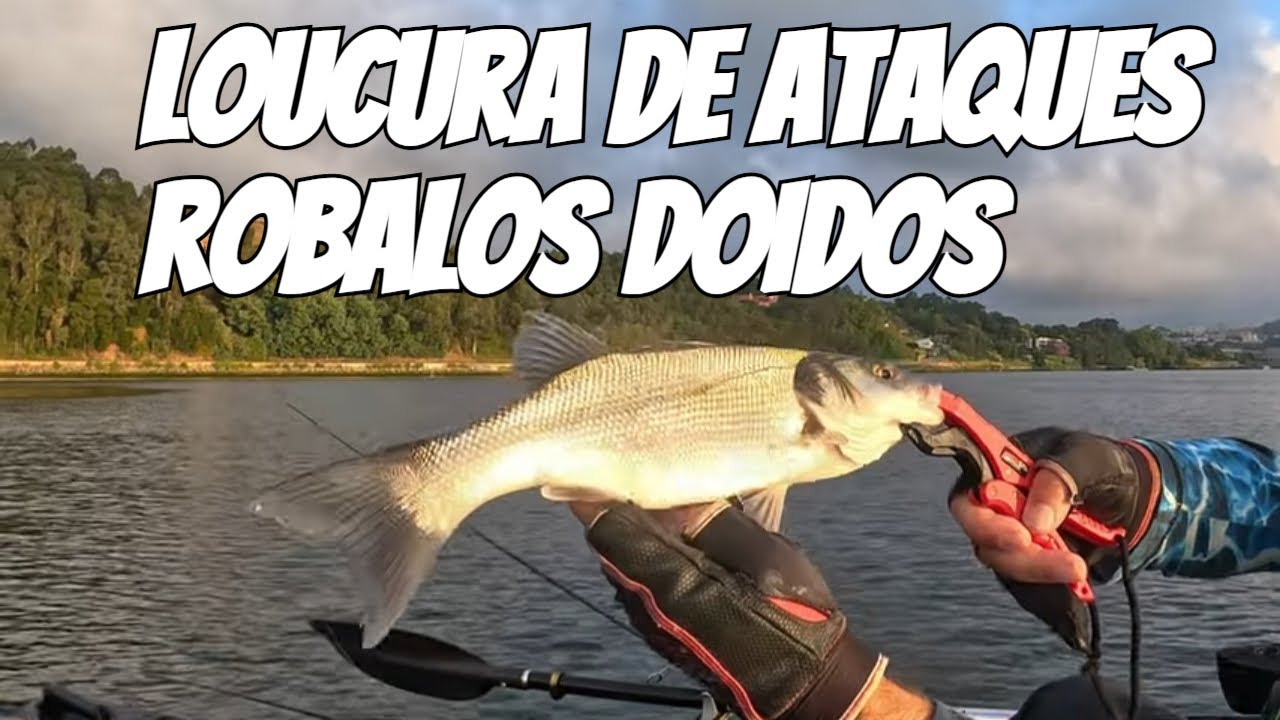 Super pesca de robalos com passeantes (ataques brutais)