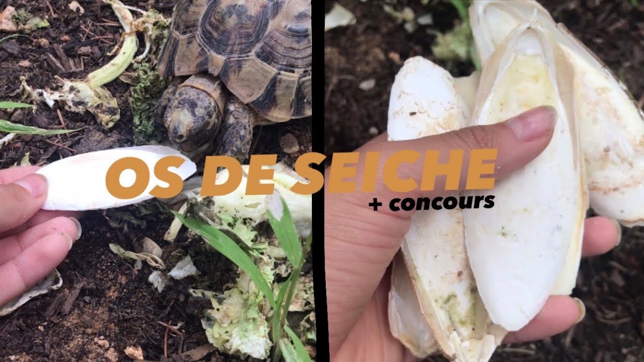 OS DE SEICHE POUR TORTUE / CALCUIM / PLAN&Egrave;TE TORTUE