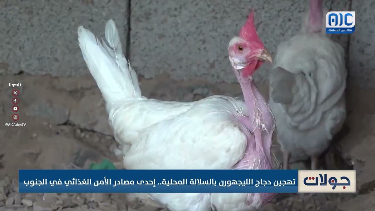 تهجين سلالة دجاج الليجهورن بالسلالة المحلية واحد من مصادر الامن الغذائي في الجنوب #جولات