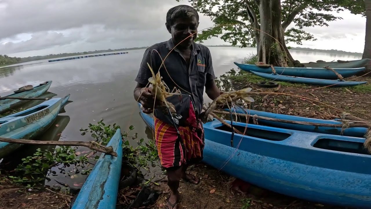 රත්නපුරේ සුදු අයියාත් එක්ක ඌරු සිටානෝ වැවට..🍃@IslandFishing2 එලන දැල් වල මාළු 