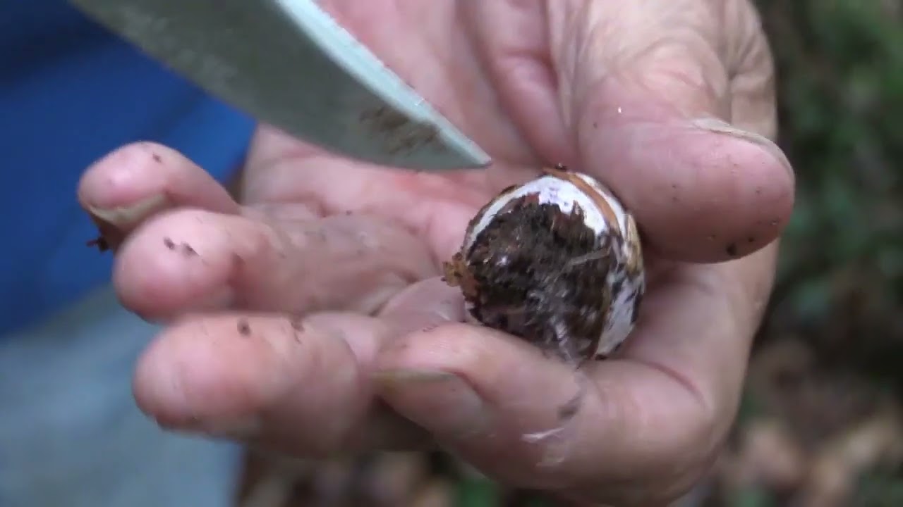 Micolog&iacute;a | Cantharellus Cibarius | 8.7.2023