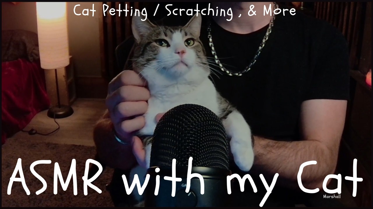 ASMR Meet My Cat | Petting, Scratching | Sound Assortment