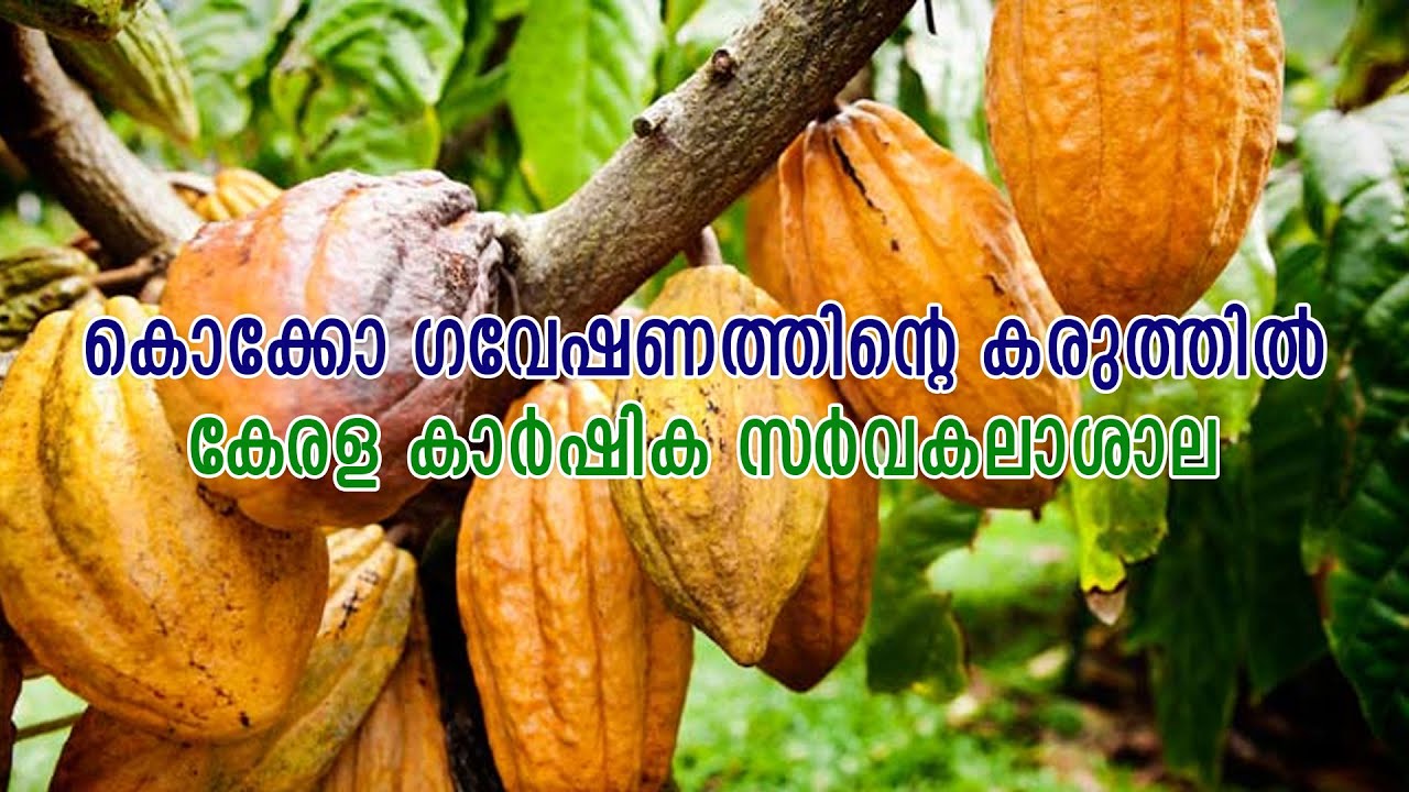 Epi 699Cocoa Cultivation -Good quality Cocoa Seedlings
