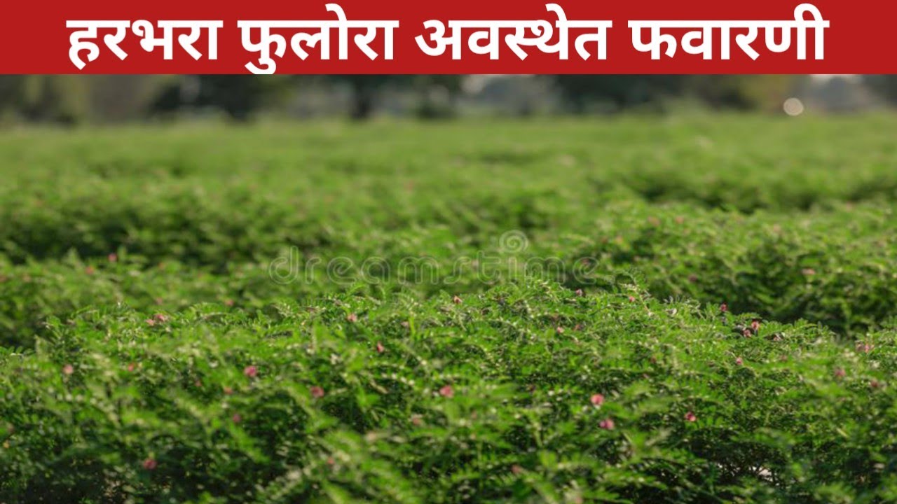 हरभरा फुलोरा अवस्थेत फवारणी कोणती करावी???  Harbhara favarni