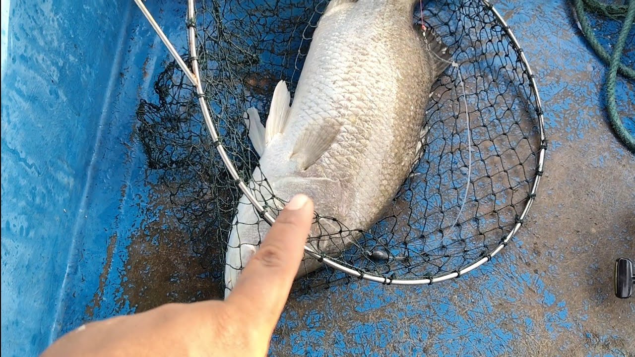 29/11/2025 Trip Mancing at Sangkar Sungai Udang Penang 