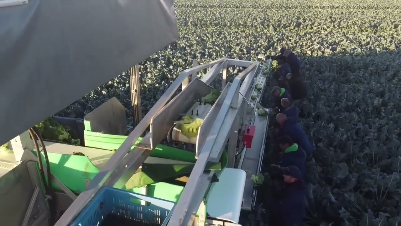 Broccoli oogstcombinatie Reparatiebedrijf Kooy
