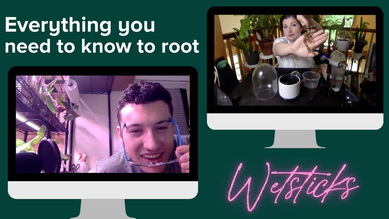 How to Cut, Root and Pot Up a Wetstick (leafless node): My Variegated Monstera 'Albo' Node Journey!