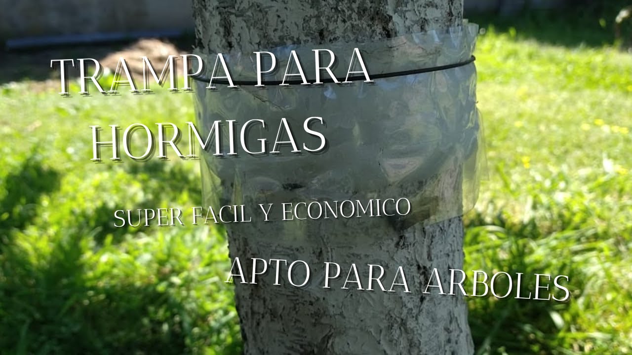 SUPER TRAMPA EN ARBOLES PARA HORMIGAS/ECONOMICO Y FACIL!