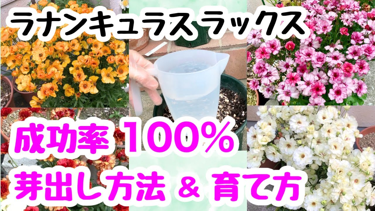 ラナンキュラスラックス〜芽出しから開花まで〜