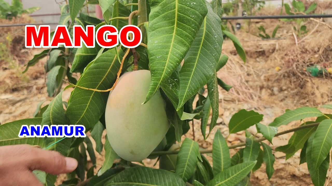 Anamur Mango yetiştiriciliği Gübrelemesi