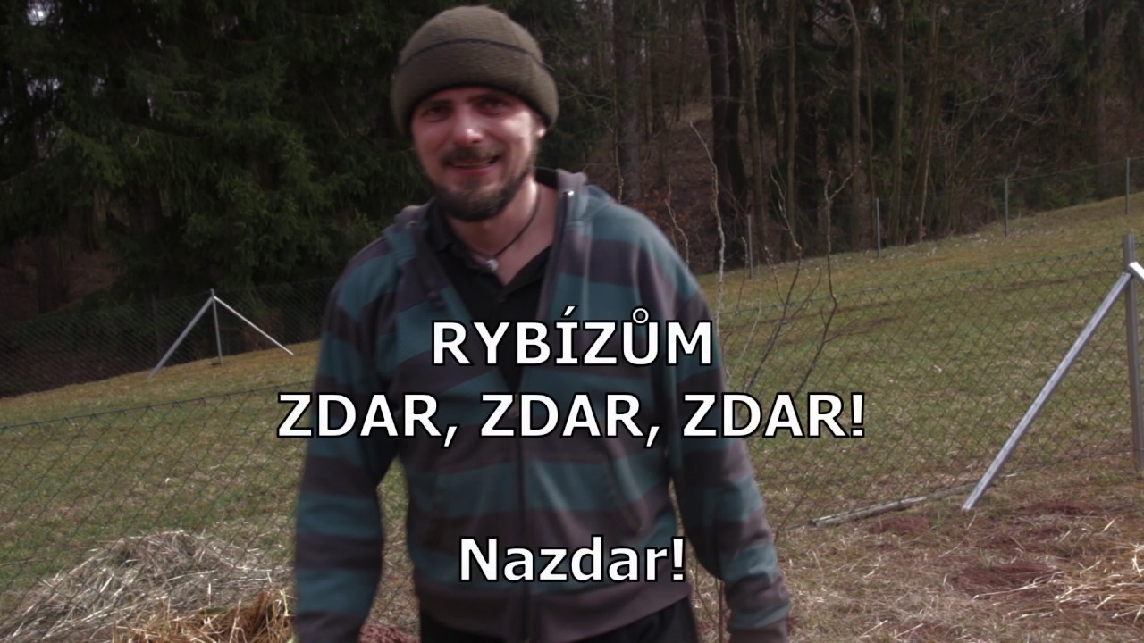 Přesazení rybízu