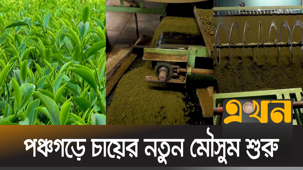 নতুন মৌসুমে ৩২০ কোটি টাকায় আয়ের আশা | Panchagarh | Tea | Income | Ekhon TV