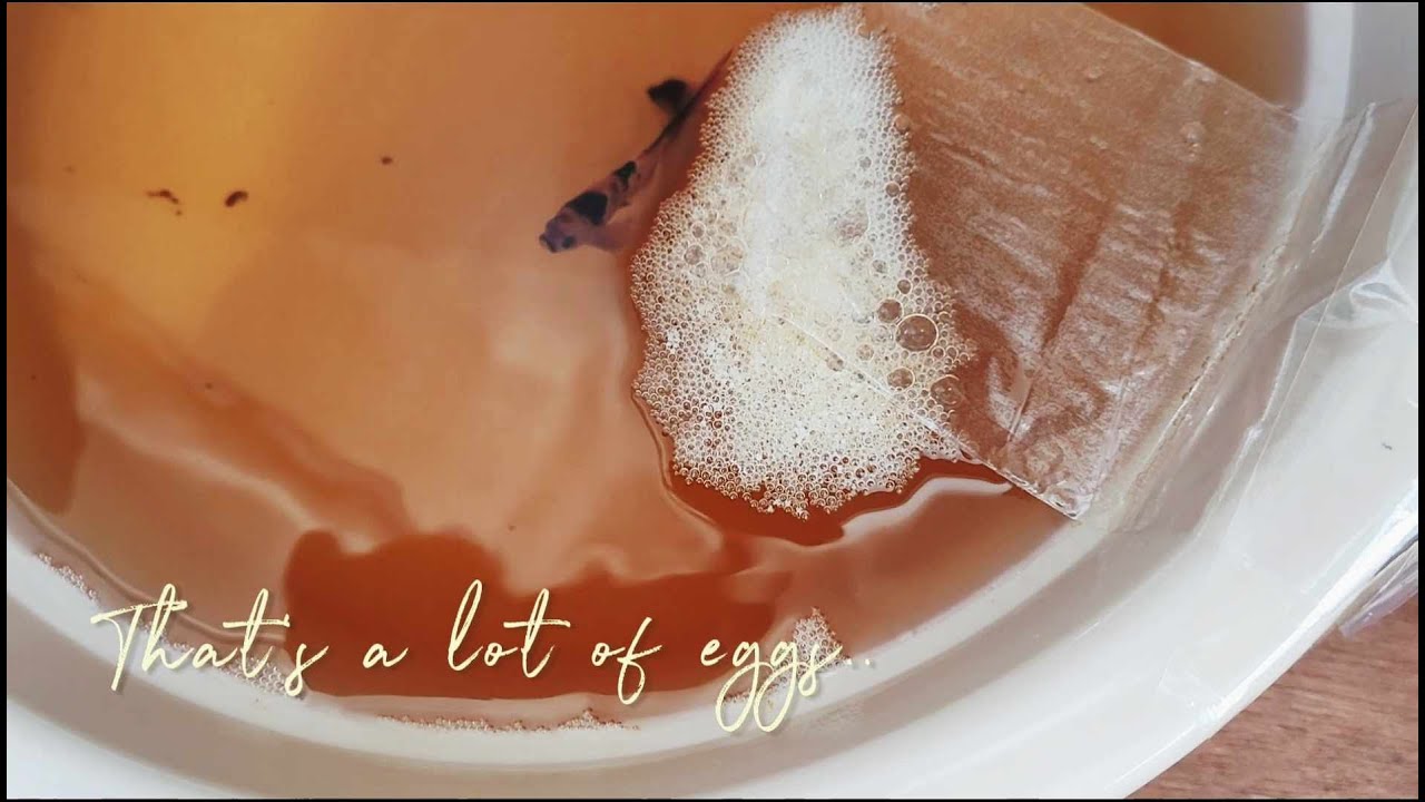 5 Days Breeding Betta Process | From Betta Pairing to Fry Free Swimming | Cross-Breeding Bettas