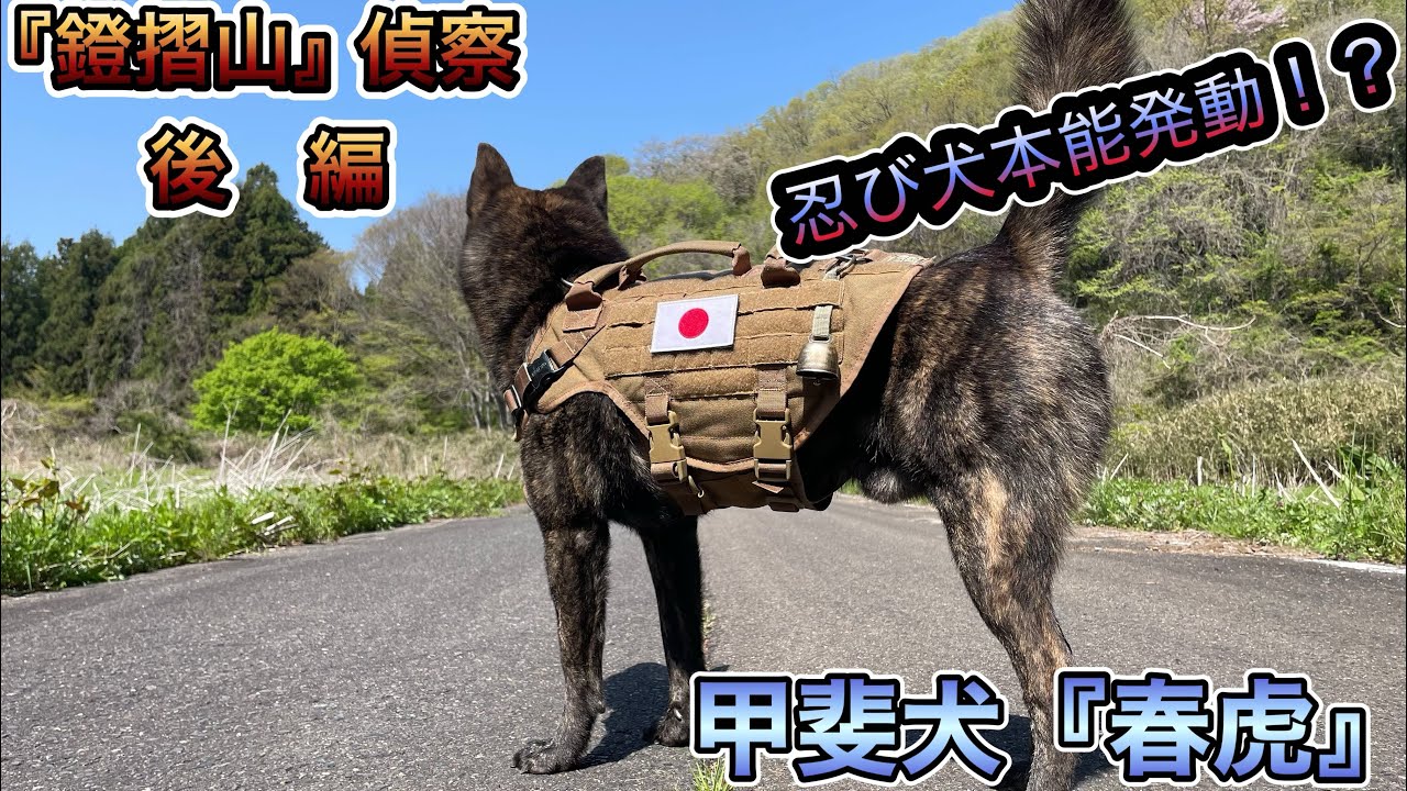 『鐙摺山』偵察後編〜甲斐犬『春虎』と共に偵察開始！春虎が甲斐犬としての本能目覚めたか！？