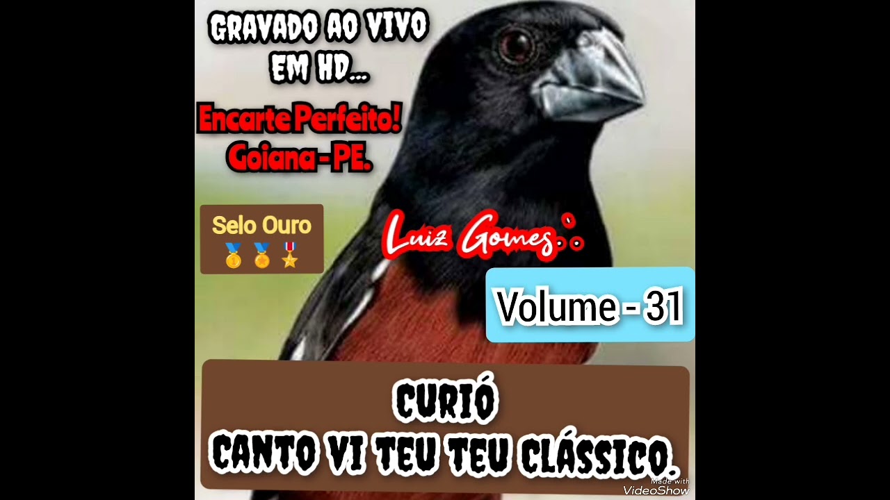 Curió Canto 