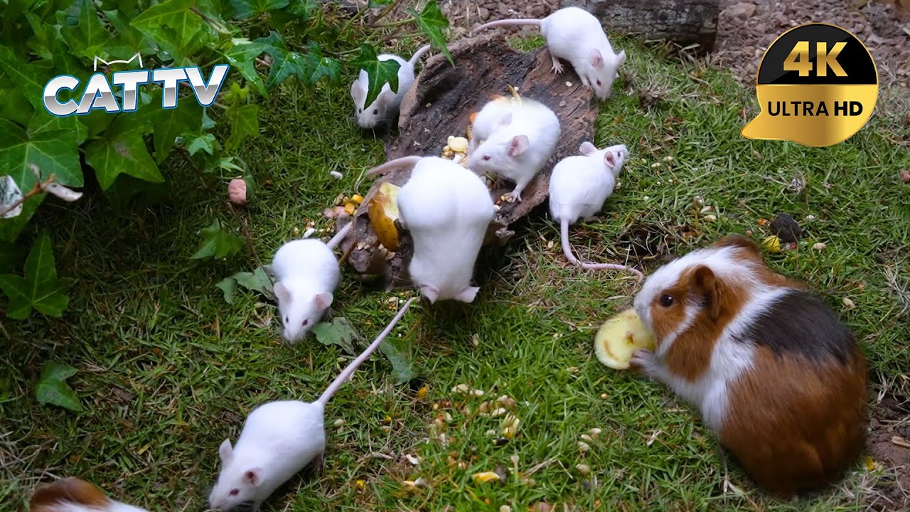 [NO ADS, NO AI] CAT TV 😺 White Mice Party for Cats to Watch 🐭 4K HDR 60FPS