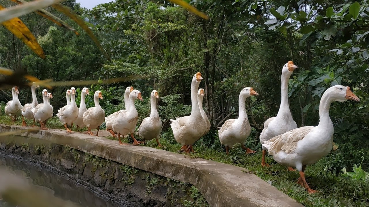 ANGSA MAKAN.  HEWAN PINTAR TAPI KASIHAN; KURANG TERAWAT DAN BUTUH PERHATIAN 😥
