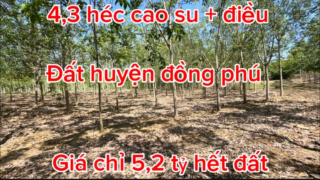 Vườn 4,3 héc cao su + điều. Giá chỉ 5,2 tỷ hết đất. Đất huyện đồng phú. 0385390009