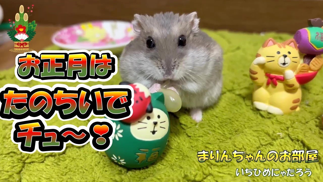 まりんちゃんの楽しいお正月🎍🐹😄　　Marin-Chan's Fun New Year's🐹🎍【Video up:Mon, Wed, Fri】