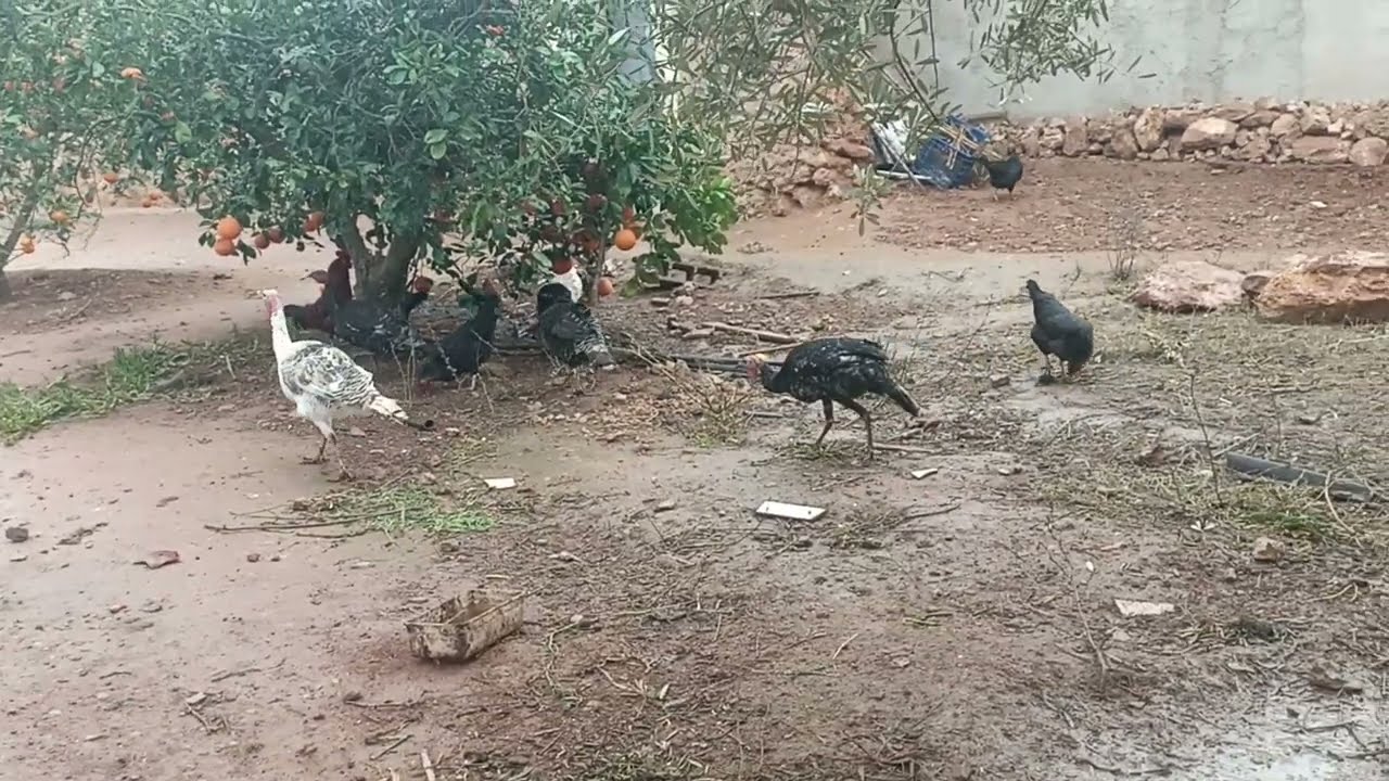 تربيه الدجاج #واخيرا البيبي بدات التبييض