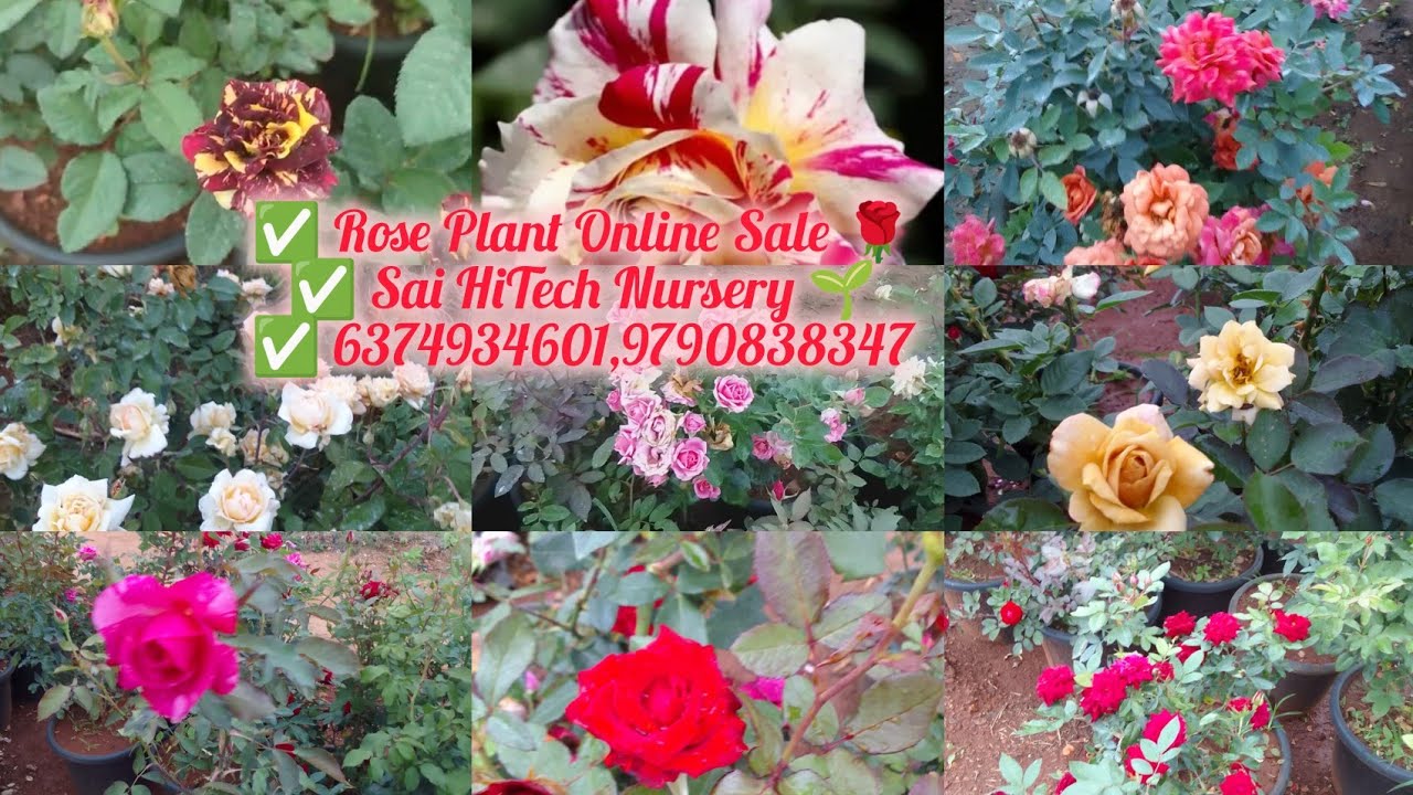🌹 Sai HiTech Nursery | Rose Plant Online Sale | ரோஜா செடி ஆன்லைன்