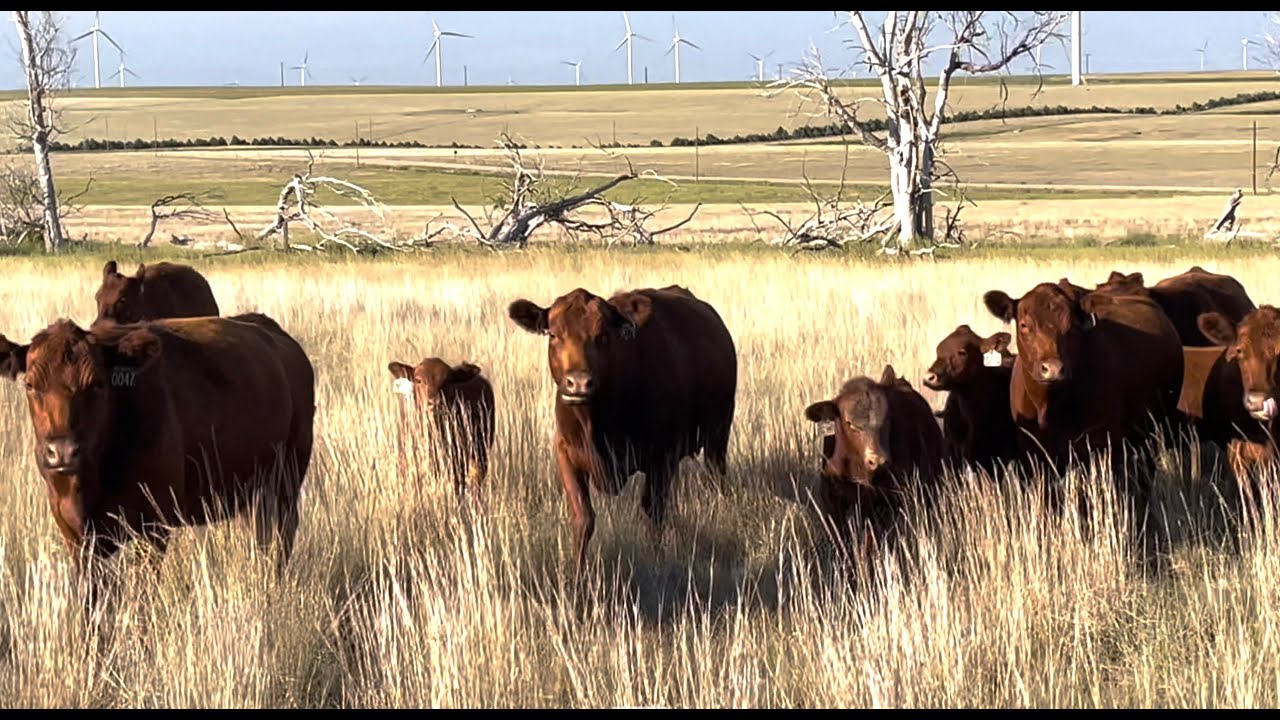 Herd Quitter® Minute - The Importance of Bull Disposition