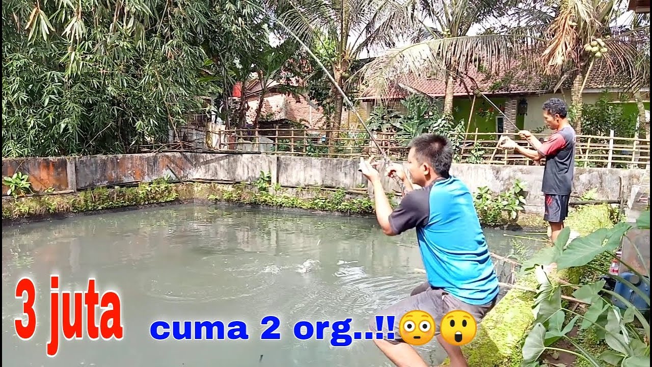 Modal Nekat‼️ empang seharga 3jt hanya dipancing dua org..