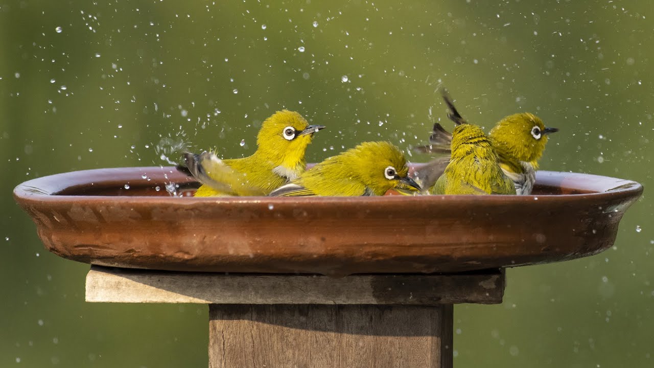 White eye call | Indian white eye call | Bird call | Oriental White eye । White eye bird bath  |