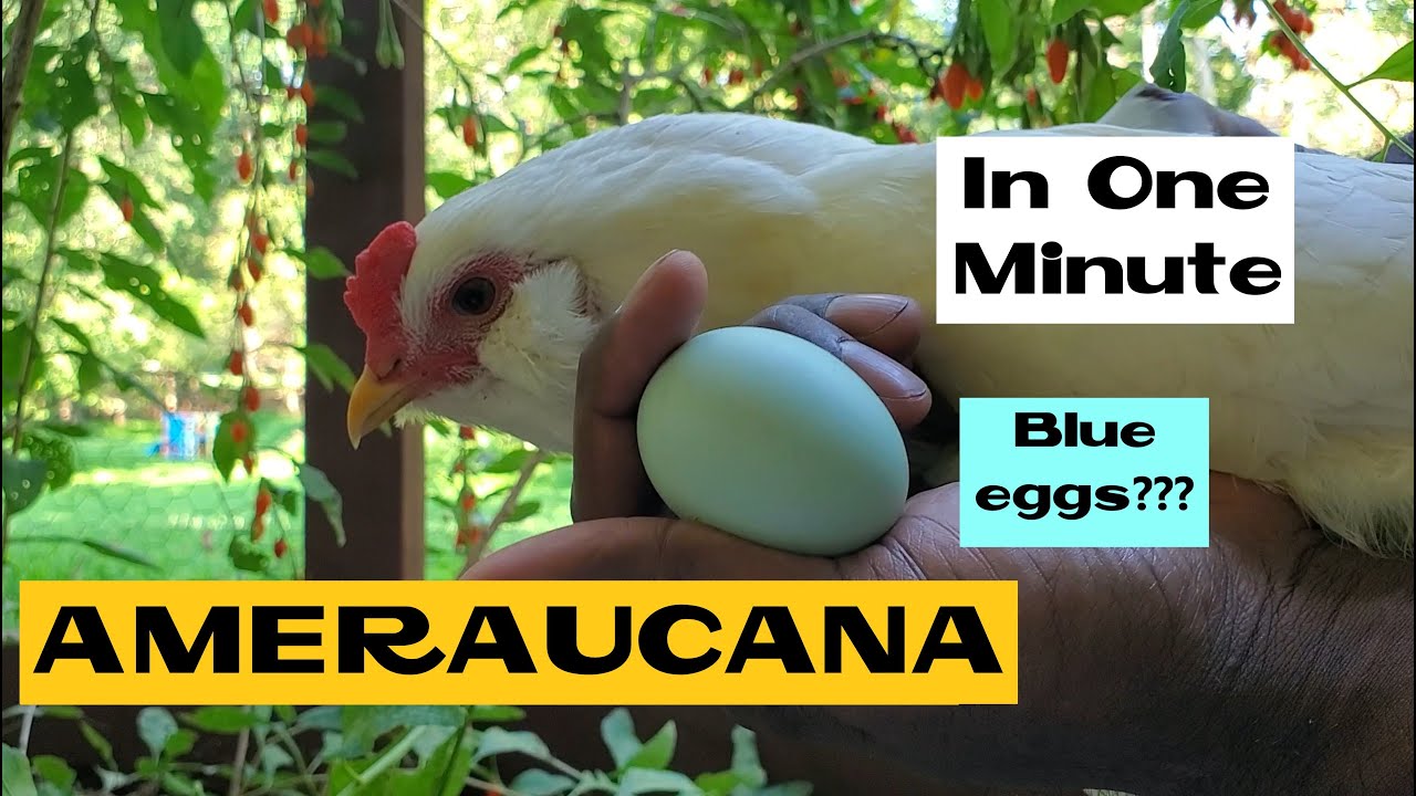 Ameraucana  | All about Chicken Breeds in a Minute