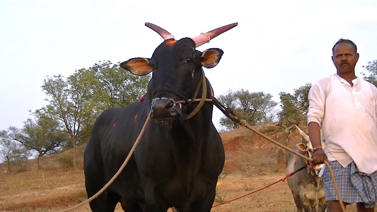 Black bulls of Muragod finishes at 1782 feet in bull race