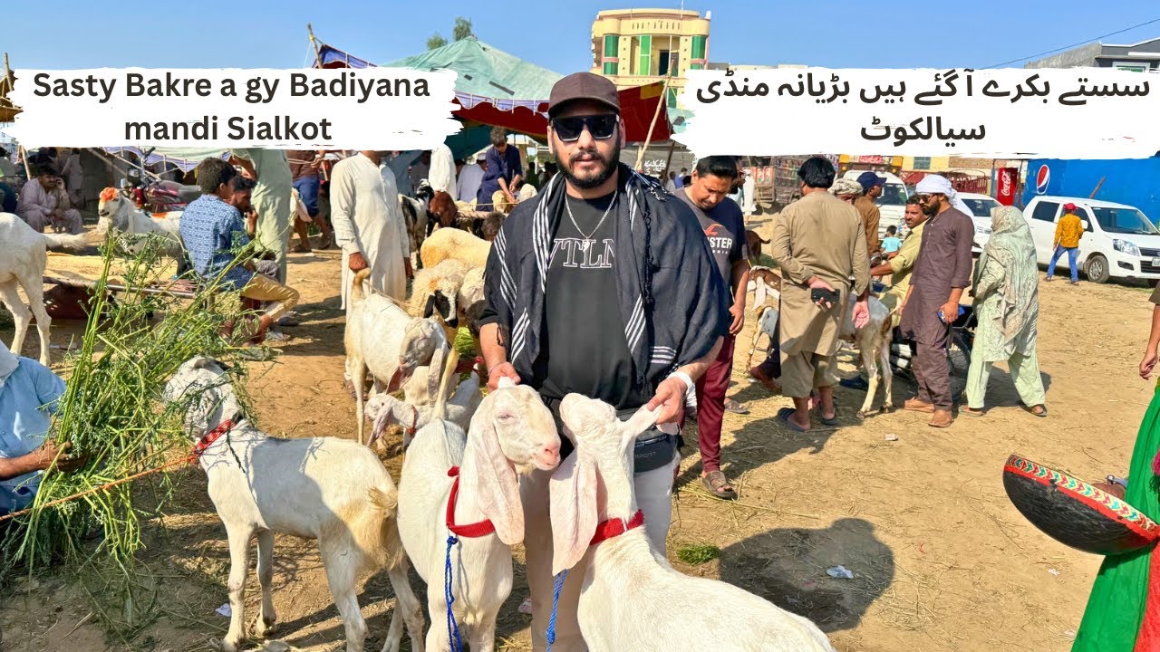 Sasty Bakre a gy hain badiyana Mandi Sialkot 2025 #sialkot #bakramandi2025 #cow #goat