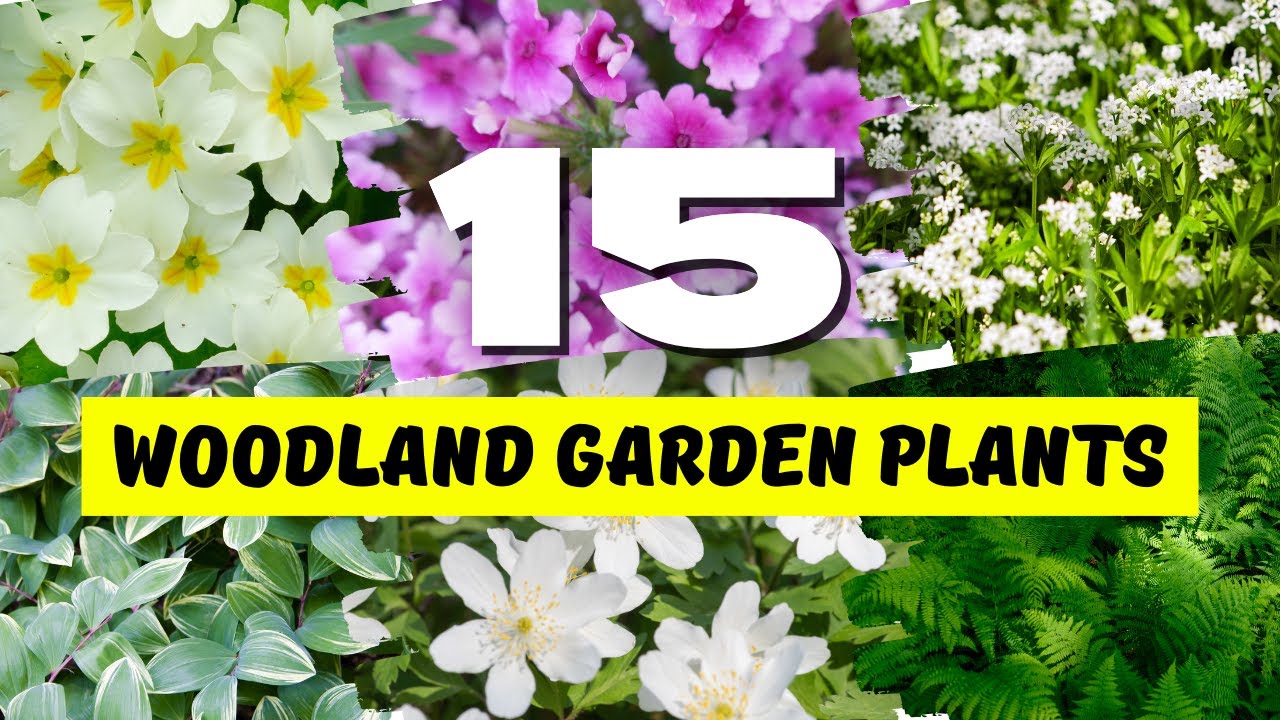 Top 15 BEAUTIFUL and Easy to Grow Plants for WOODLAND Garden! 🌿🌳