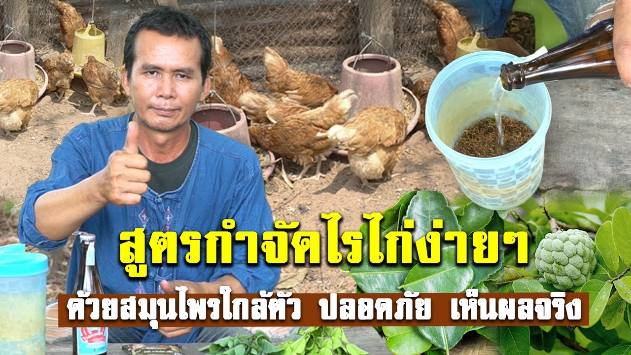 วิธีกำจัดไรไก่แบบเห็นผล 100% ด้วยน้ำหมักสมุนไพร #เลี้ยงไก่ #เห็บหมัด #วิธีกําจัดเห็บ #อนิติ