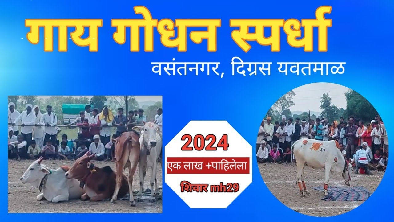 गाय गोधन स्पर्धा l विदर्भातील एक उत्सव l #गावरानगाय #farming  #बैलबाजार #नाद #बैलगाडा #गौ
