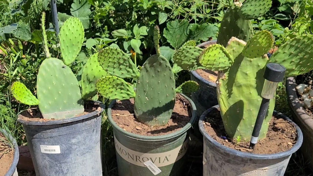 resiembra de nopales y fertilización y así poder tener máxima producción