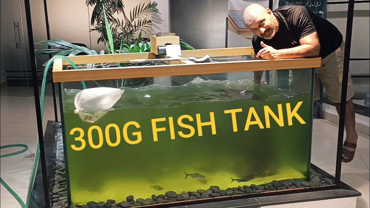 300G Fish Tank Cleaning - Cichlid Community Tank 
