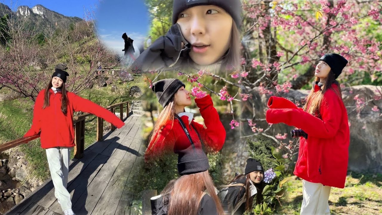 Go to highest mountain in Thailand Doi Inthanon see a lot of Sakura flowers along the way