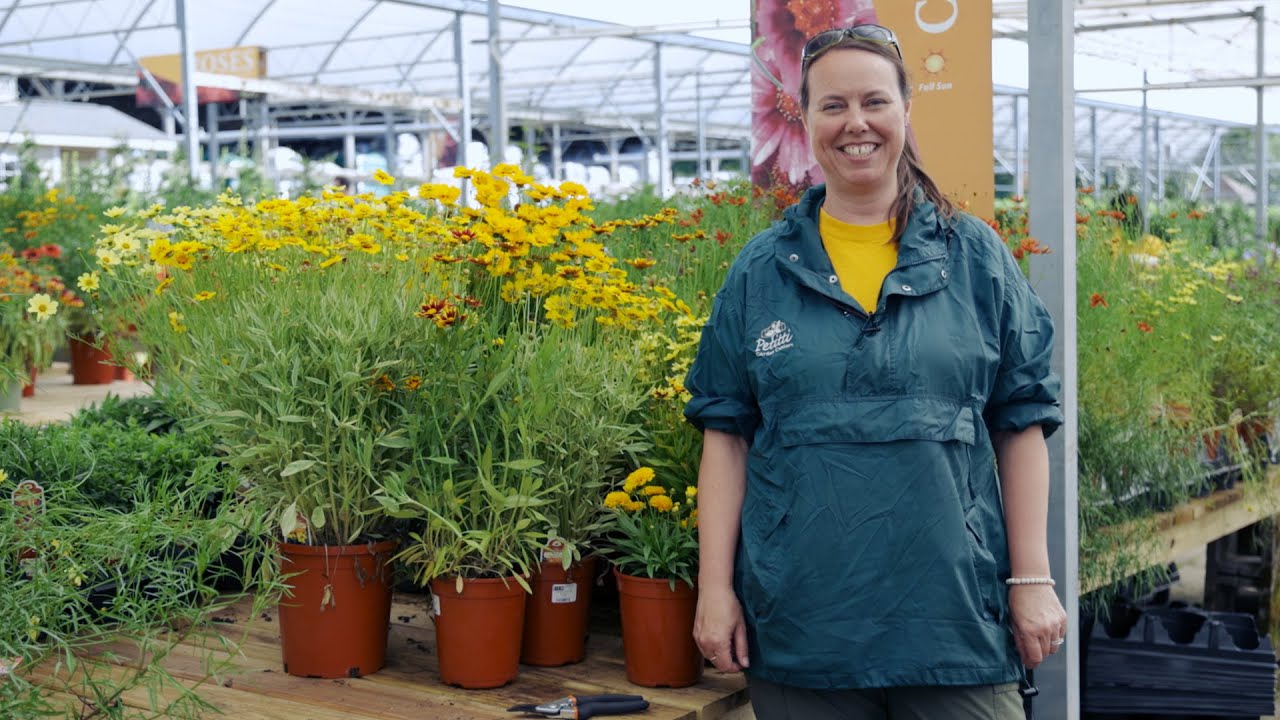 PETITTI Coreopsis | Grow Tickseed for Deer Resistance, Cut Flowers & Pollinators