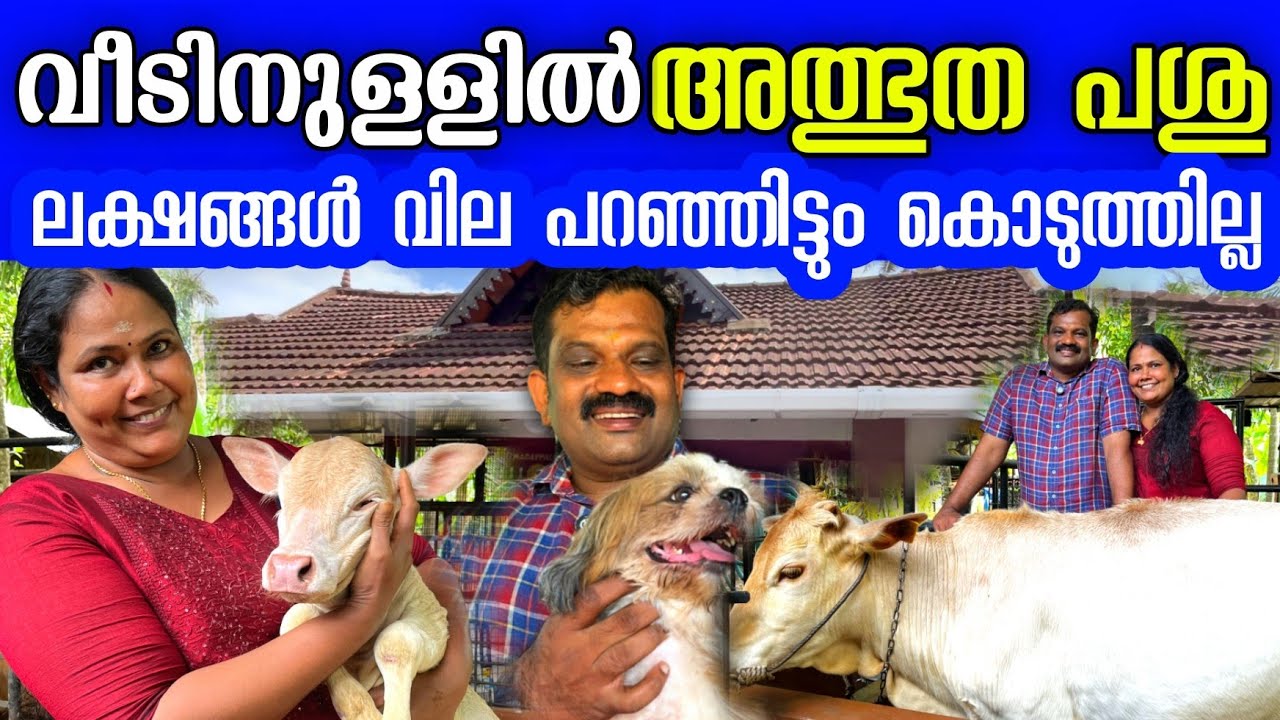 ലക്ഷങ്ങൾ മോഹവില പറഞ്ഞിട്ടും ഈ പശുവിനെ കൊടുത്തില്ല! Indian cows 