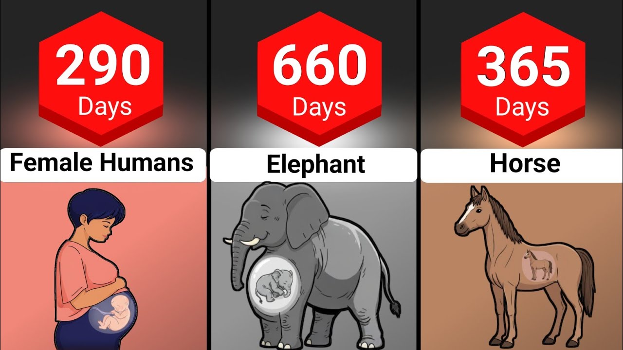 Pregnancy Duration in Humans and Animals | Gestation Period Explained! | Egg-laying animals