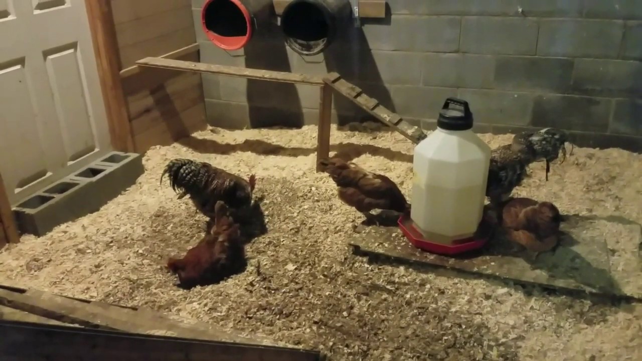 Rhodebar Rare Breed Chicken tour