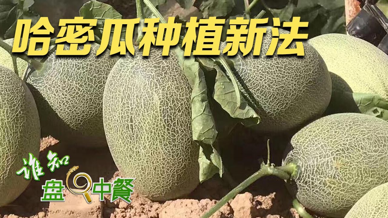 给哈密瓜穿上“防晒衣”！这里种植哈密瓜的方式很新奇，种出来的瓜品质好，能脆到徒手开瓜！|「谁知盘中餐」20230817