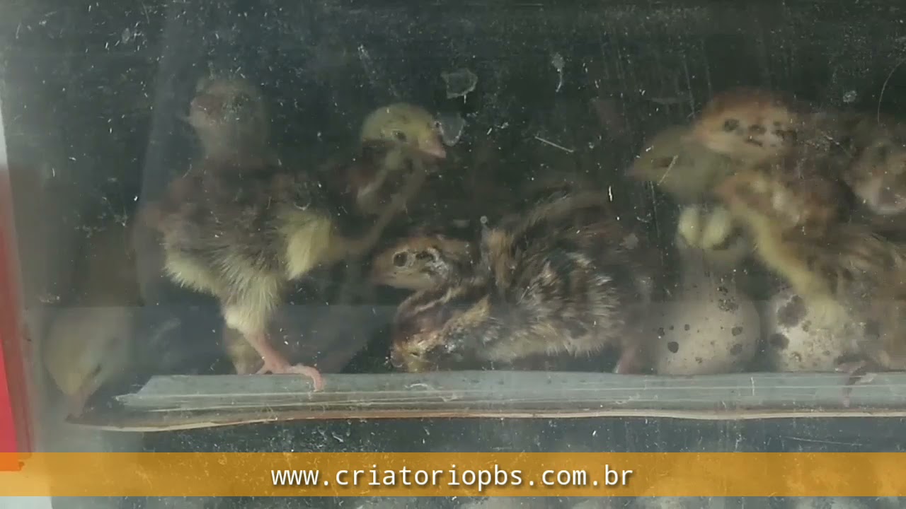 MORTE de filhotes de codornas, conheçam as principais causas. Não erre mais...!