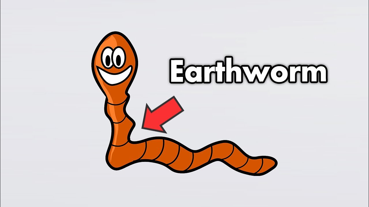 Strange Organ Inside Earthworm Have? - Earthworm Dissection