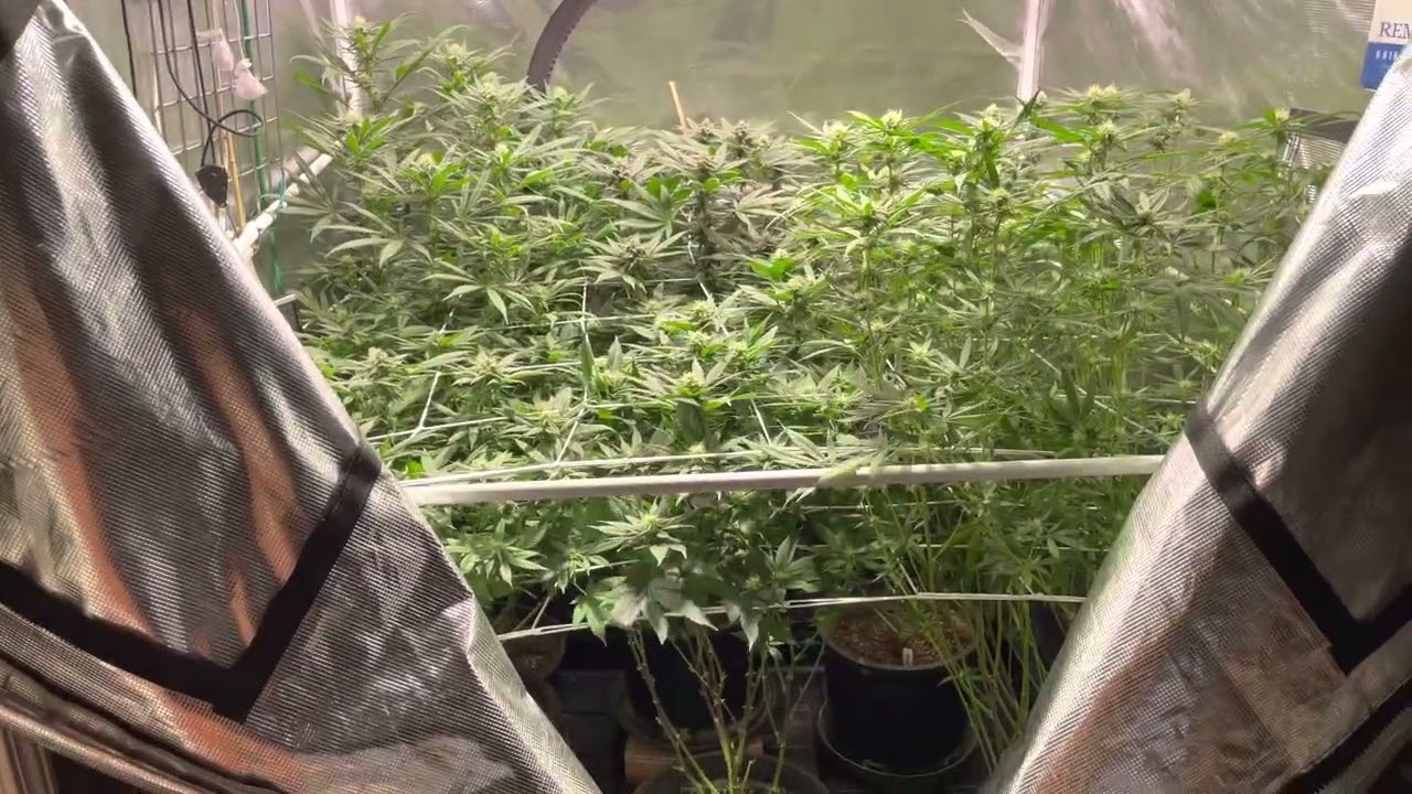Growing: Week 3 of Flower
