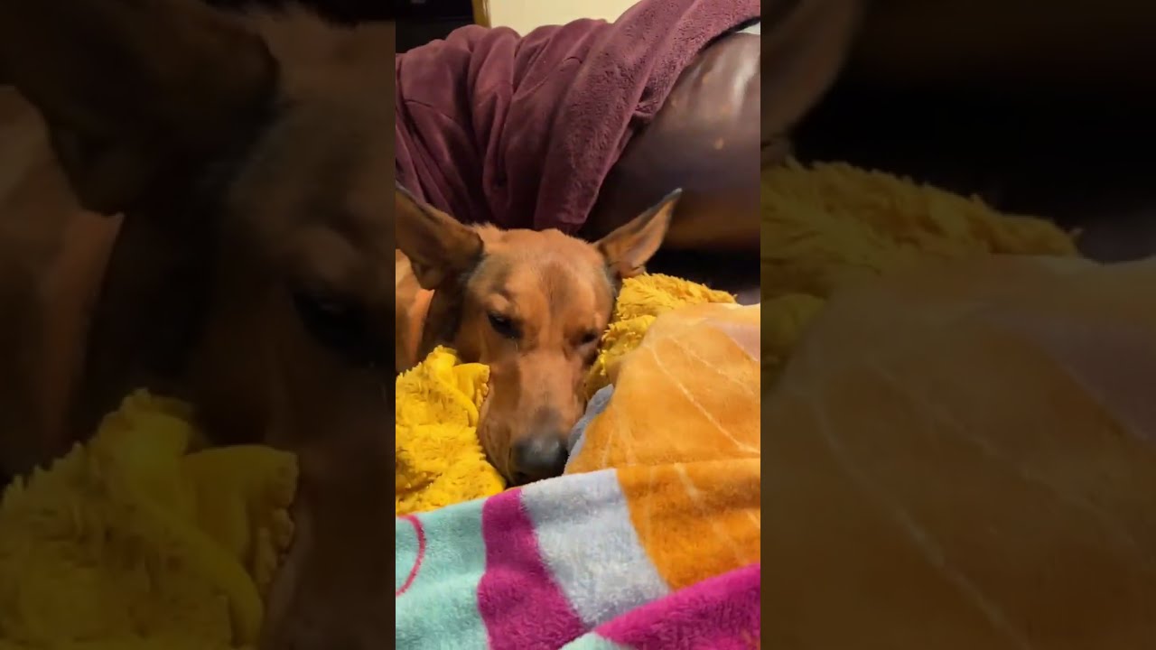 Smokey And Scout está ao vivo!