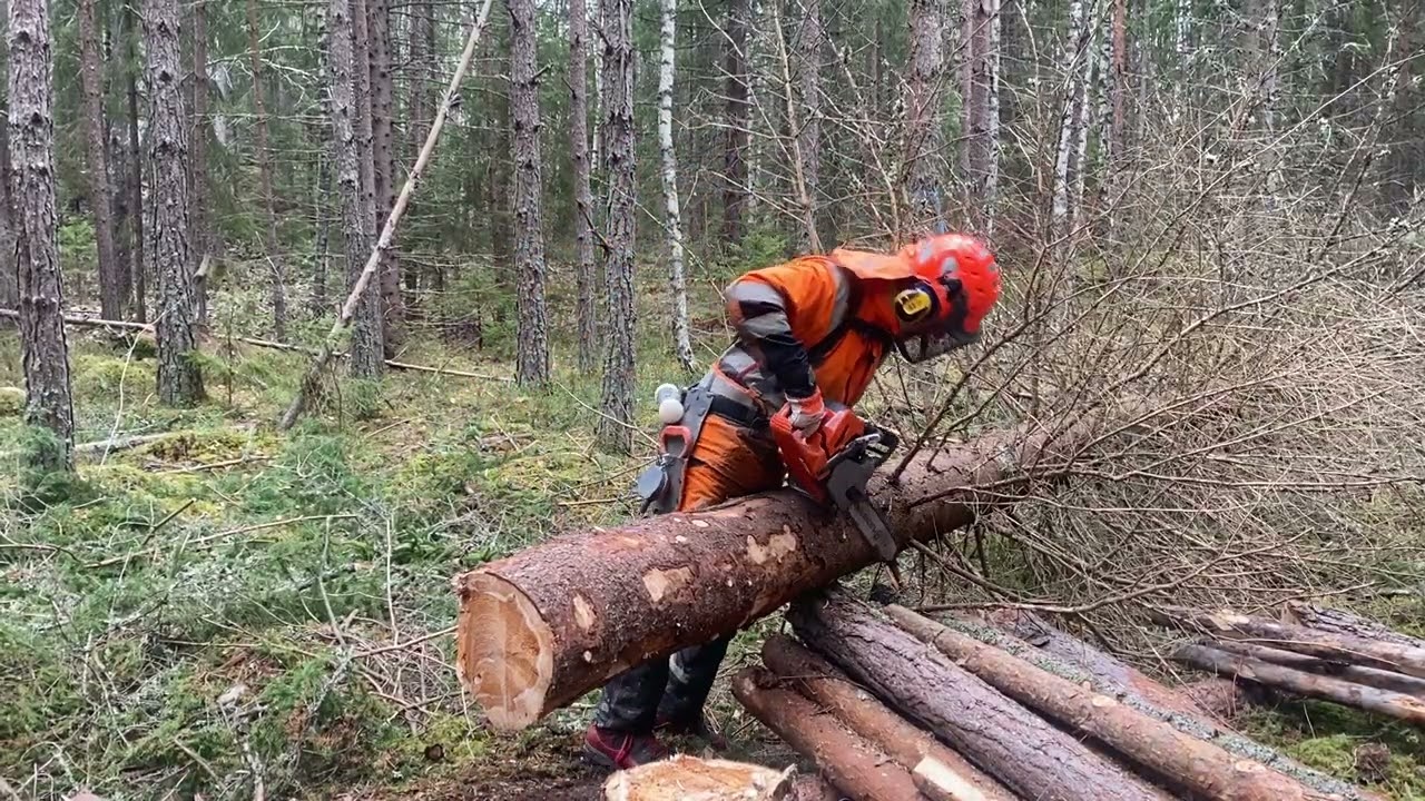 Kvista en stam med motorsåg/Limb a tree trunk with a chainsaw.