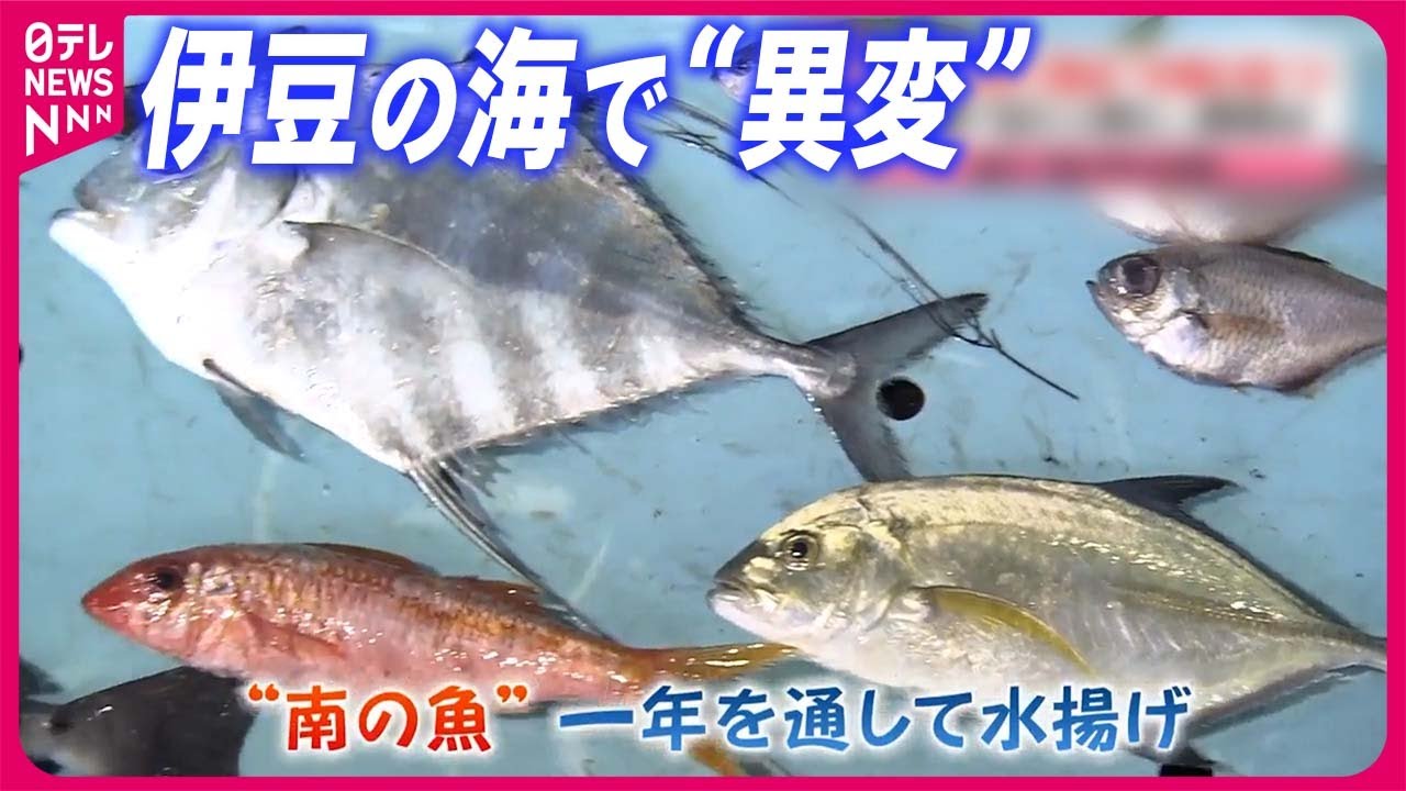 【伊豆の海で異変】“沖縄の魚”1年通して水揚げ  海の幸の宝庫で何が？【藤井キャスター中継】