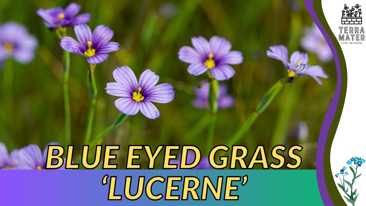 Growing BLUE-EYED GRASS 'LUCERNE': Quick Tips for (Sisyrinchium Angustifolium)