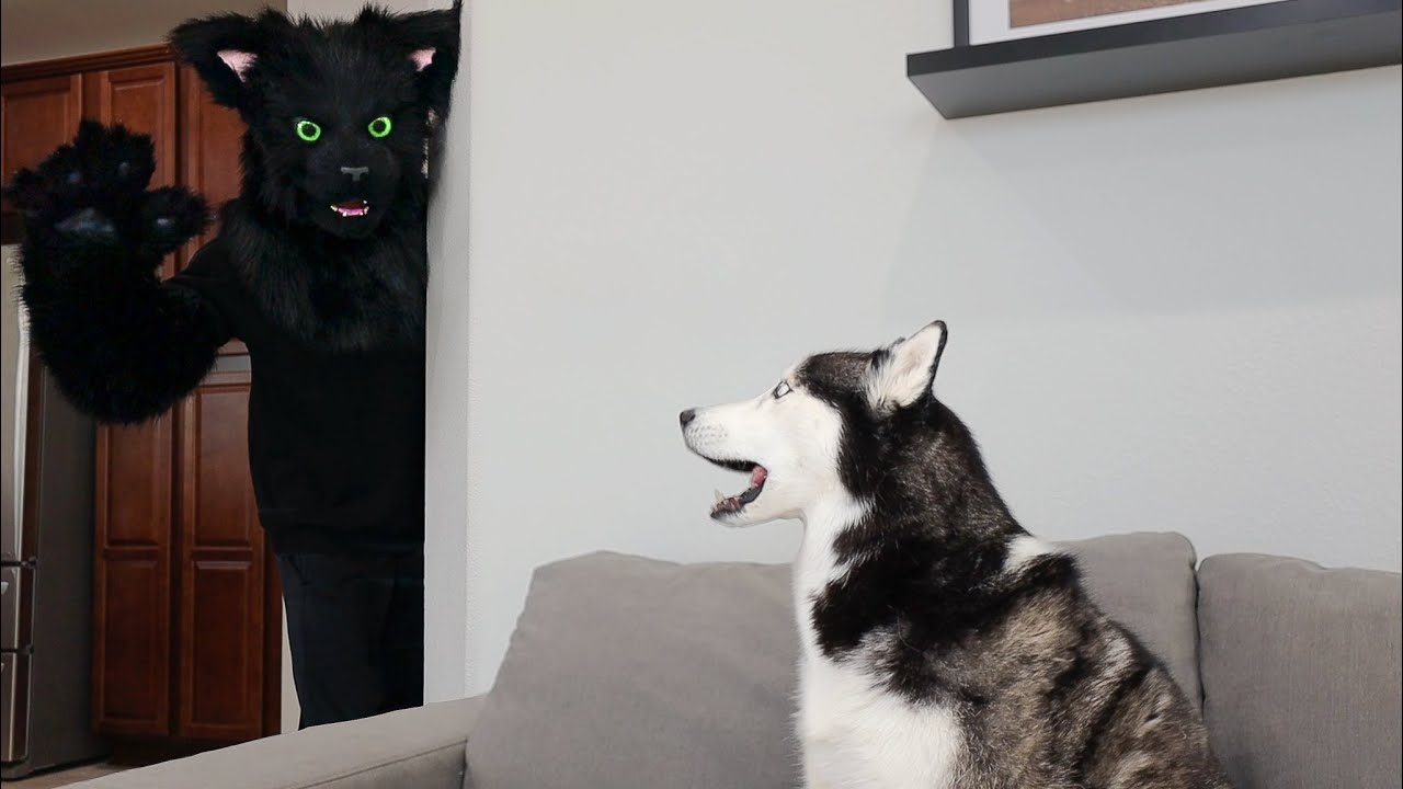Husky Pranked By Cat Mask!